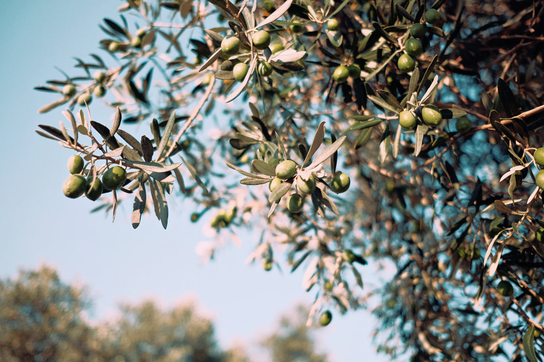 An olive tree with fruit.