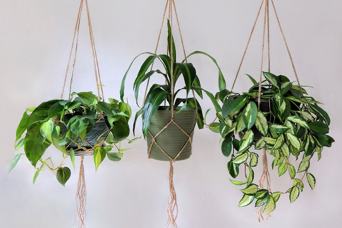 Three plants hanging from the ceiling in macrame hangers.