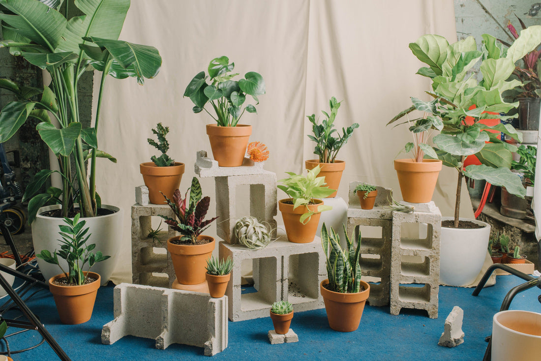 Various houseplants in terracotta planters on stands with beige background