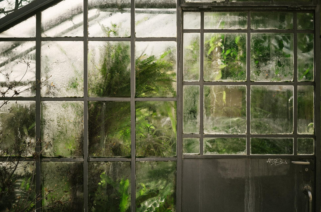 The outside of a greenhouse. The humidity levels are so high that condensation is visible on the glass.