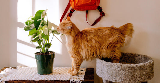 Orange cat pictured with a tropical houseplant by a window