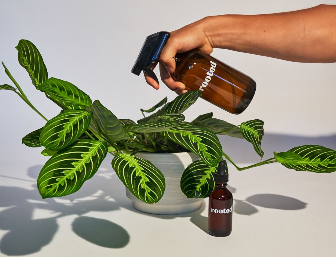 Hand holding spray bottle over a prayer plant with a neem oil dropper in front.