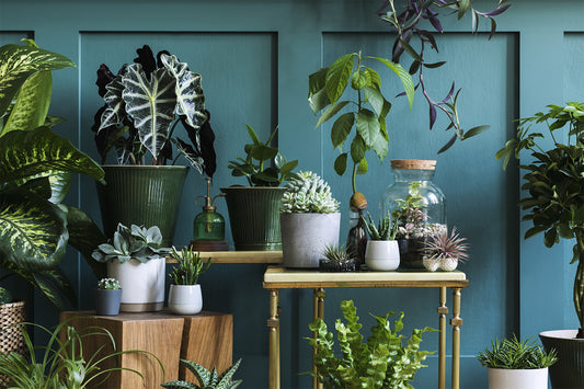 Top Plant Pots for Your Indoor Garden