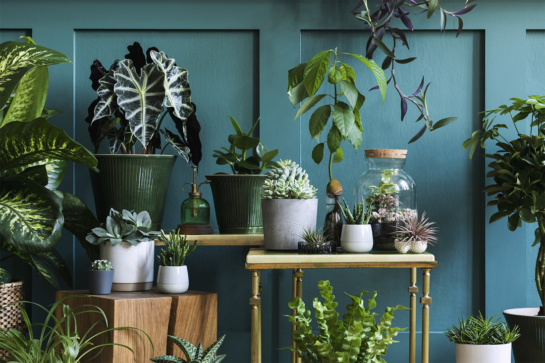 Shell Planters – The Pottery Patch