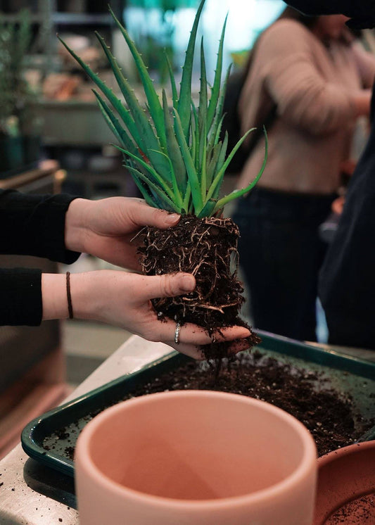 Hands holding a hedgehog aloe plant displaying its roots and soil as they prepare to repot it into a terracotta planter. 