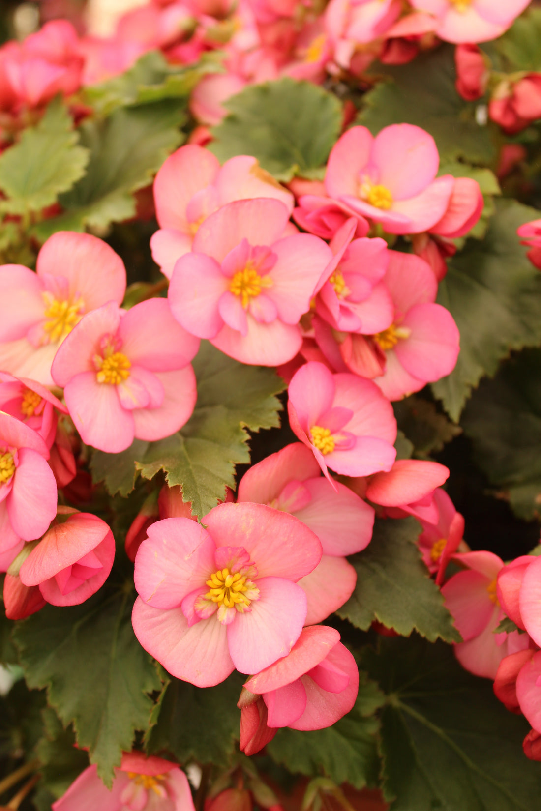 Pink cane begonia flowers with yellow centers.