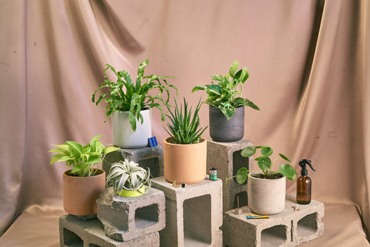 An assortment if potted plants, an air plant, and a Rooted spray bottle staged on cinderblocks in front of a beige curtain.