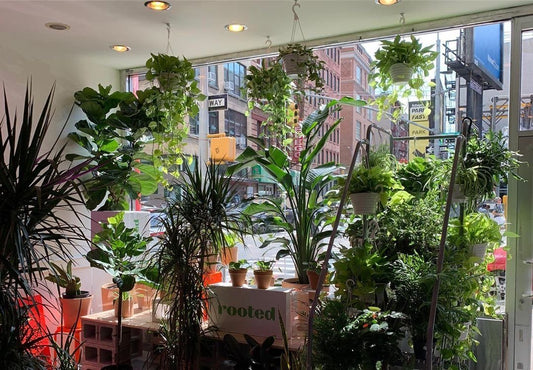 An assortment of tropical plants on display in the Rooted Chinatown location in 2019.