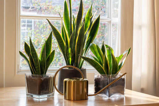 Three potted snake plants of various heights in front of a window