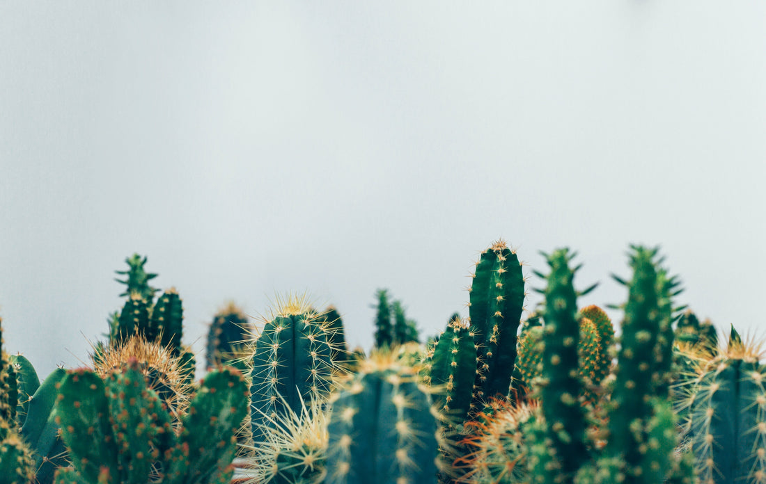 Various cacti in front of gray background