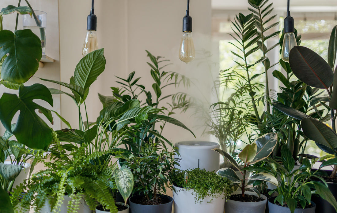 An assortment of tropical plants with grow lights hanging above them.