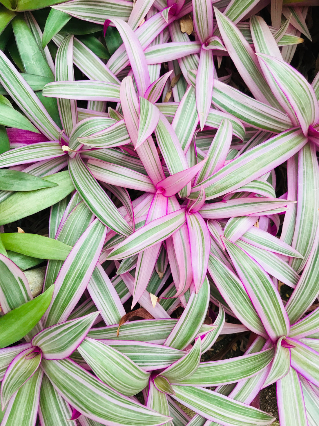 Overhead image of pink and green tradescantias