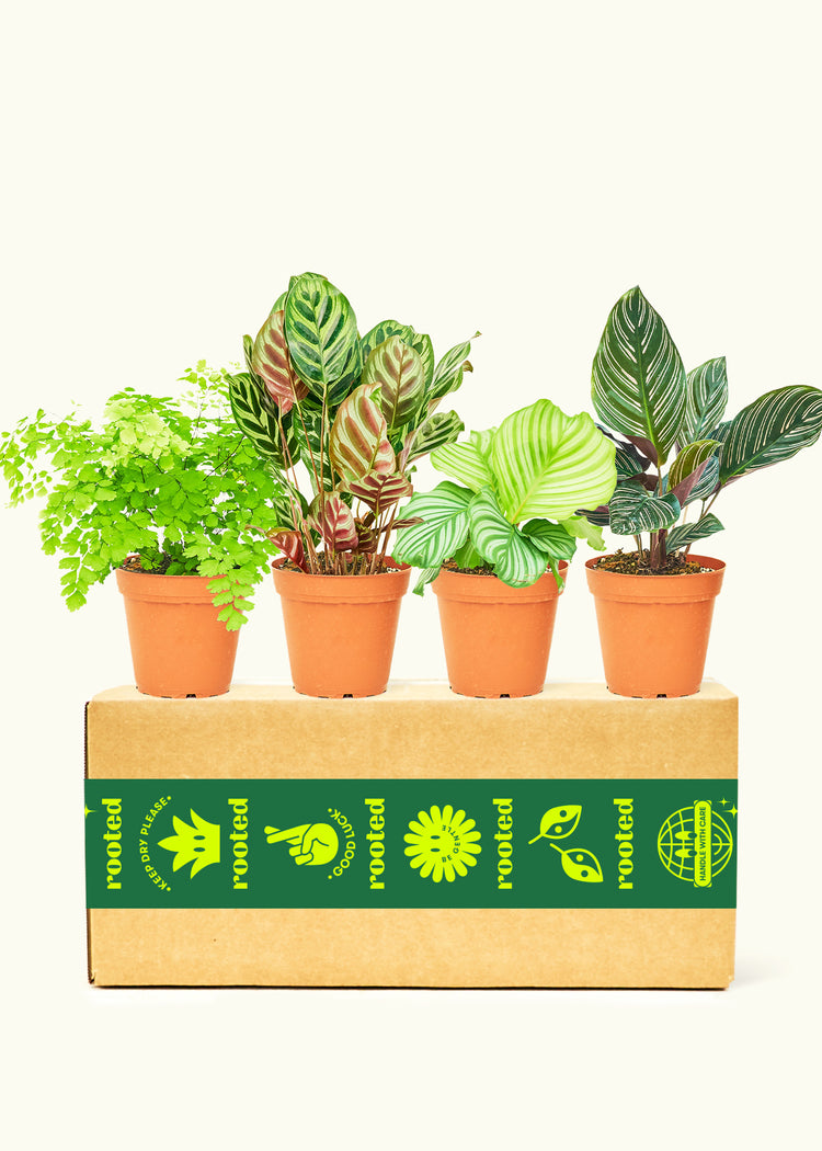 Plant Subscriptions