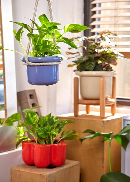 Golden Pothos in a 4 inches in a blue Hanging Planter