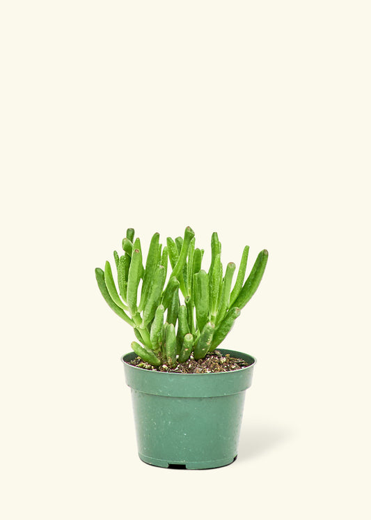 Hobbit Jade Plant, Small