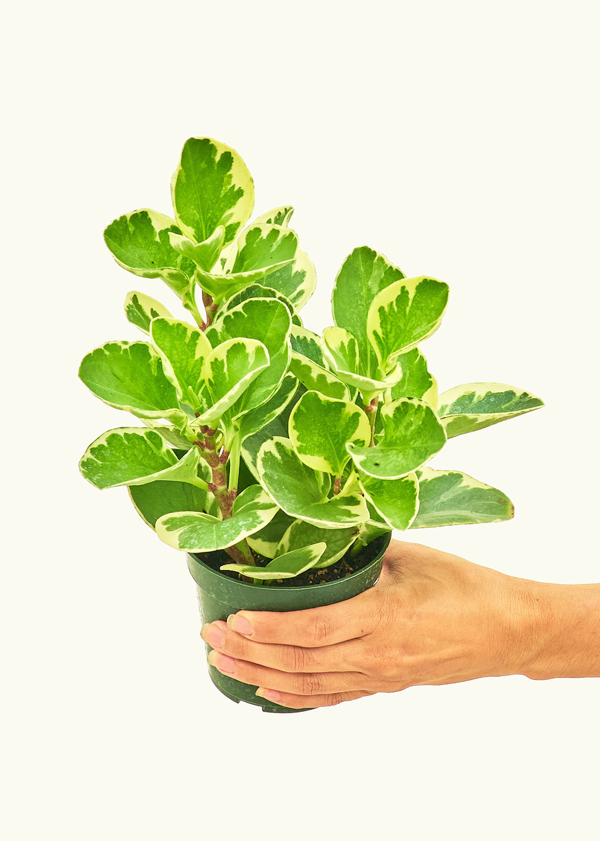 Peperomia Baby Rubber in a 4 inches grow pot