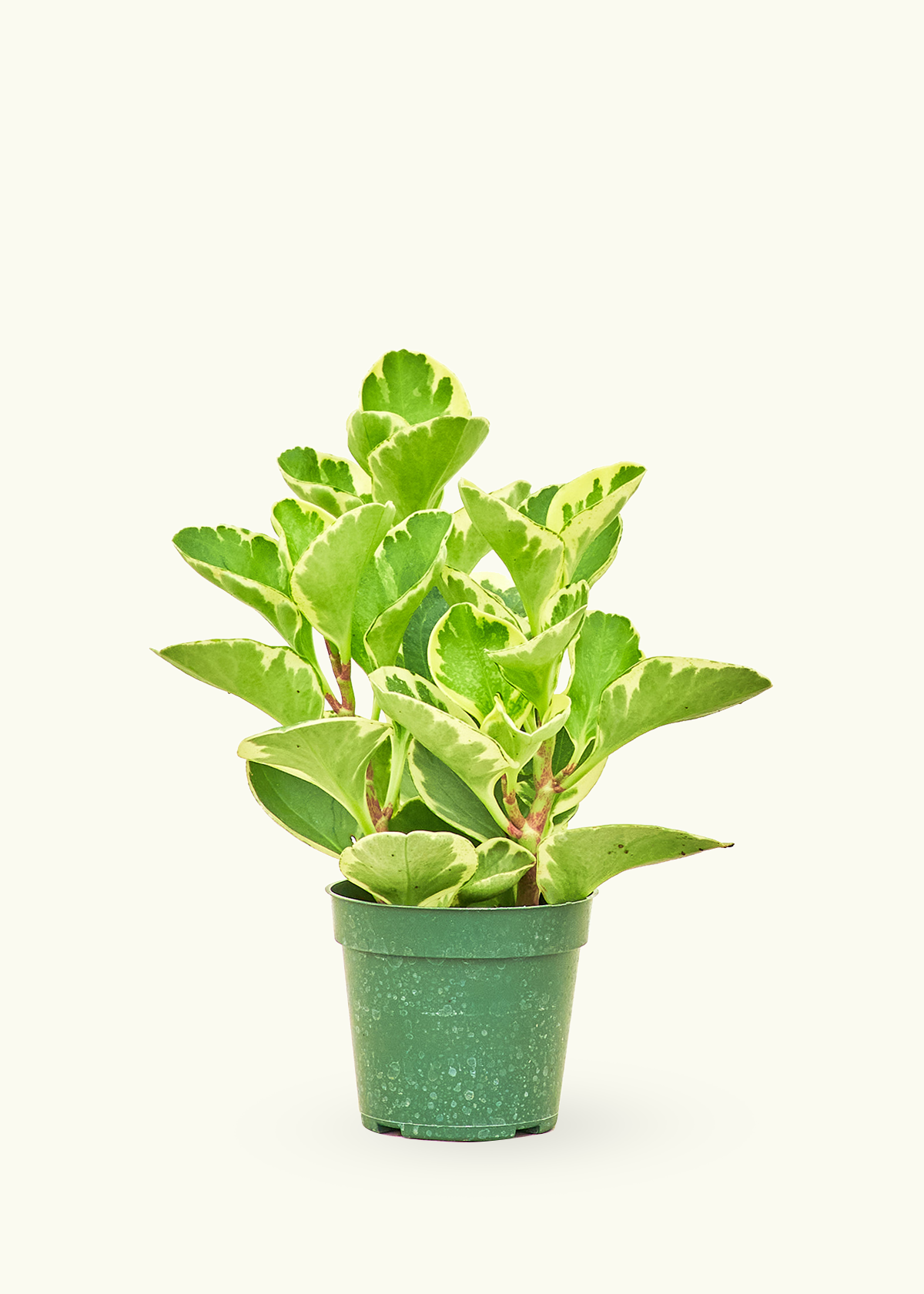 Peperomia Baby Rubber in a 4 inches grow pot