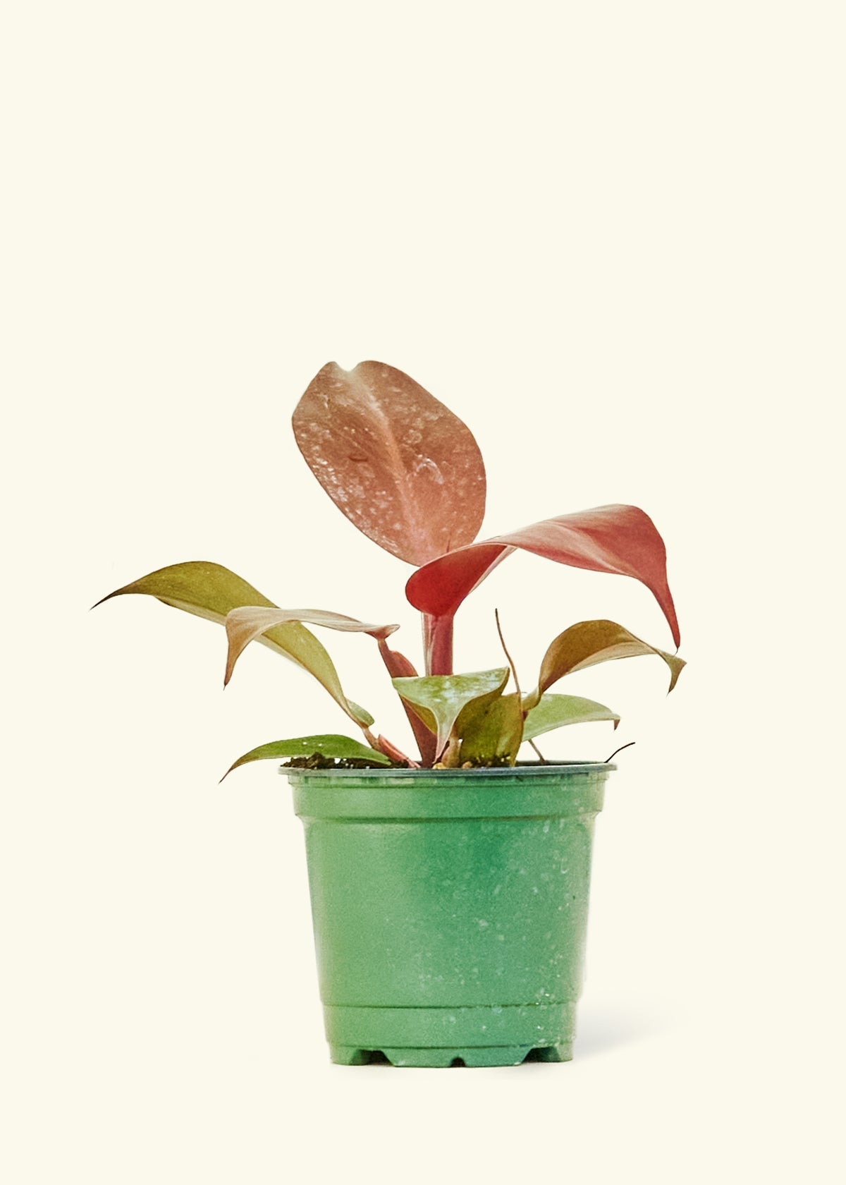 Philodendron 'Imperial Red' in 4" nursery pot