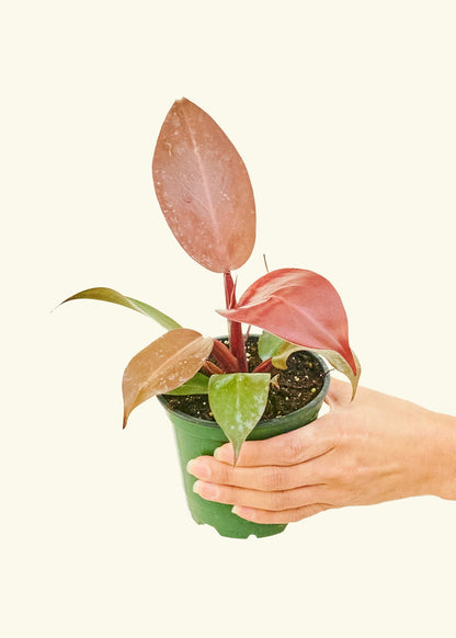Philodendron 'Imperial Red' in 4" nursery pot