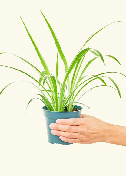 Small Spider Plant 'Reverse' in a grow pot