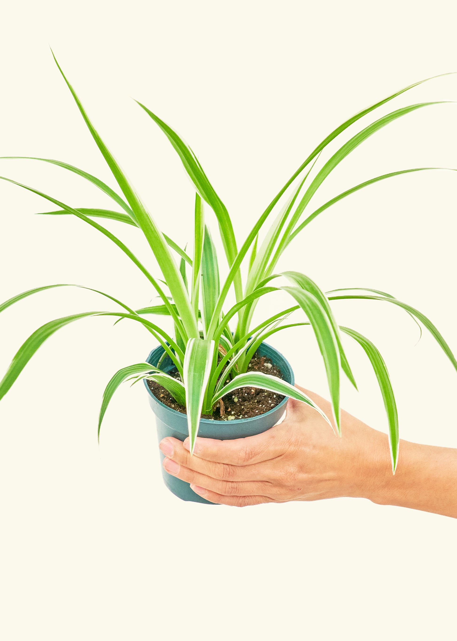 Small Spider Plant 'Reverse' in a grow pot