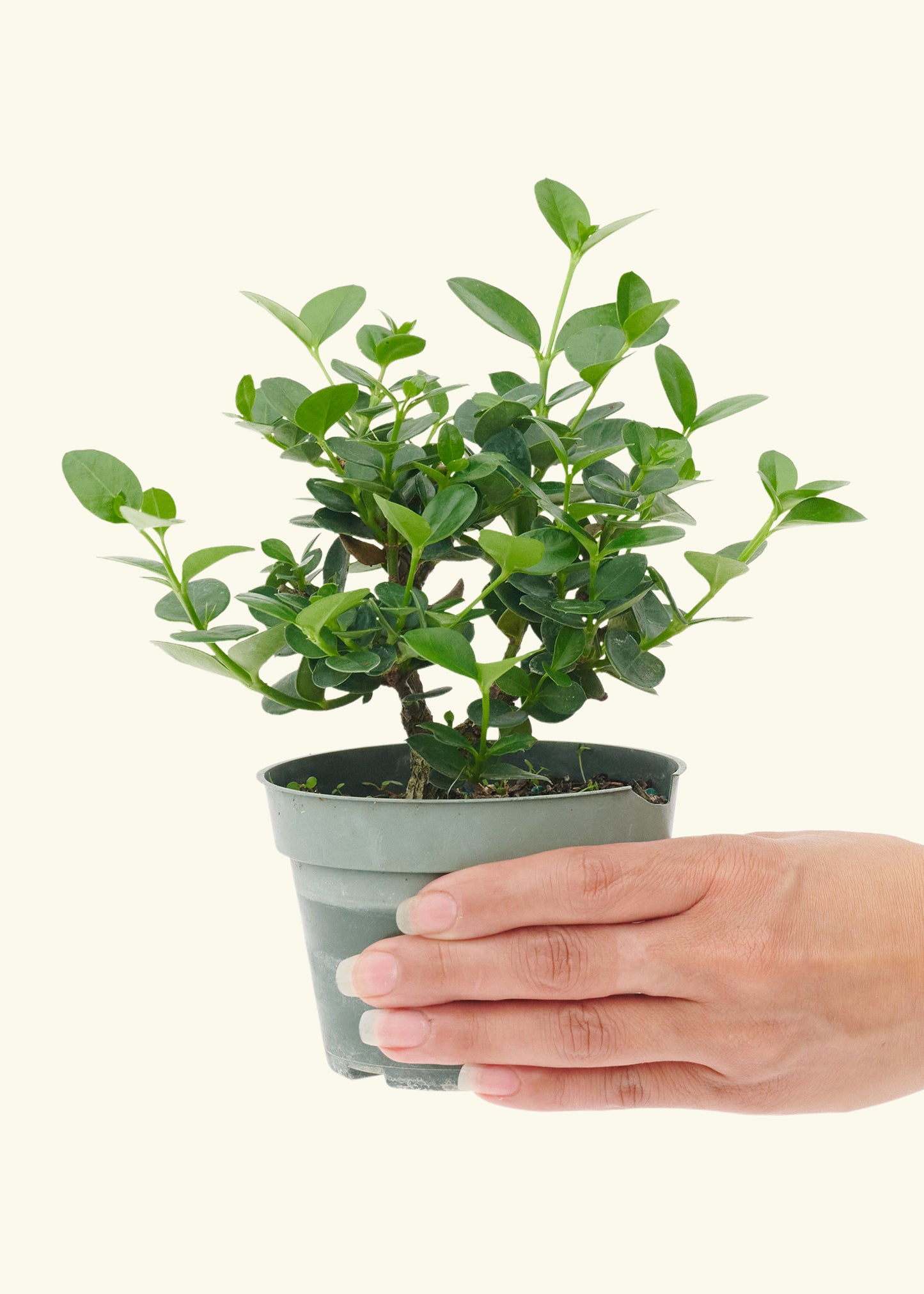 Small Bonsai Carissa in a grow pot.