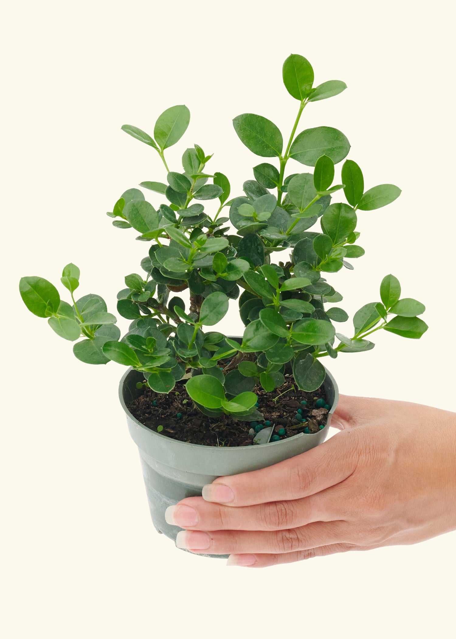 Small Bonsai Carissa in a grow pot.