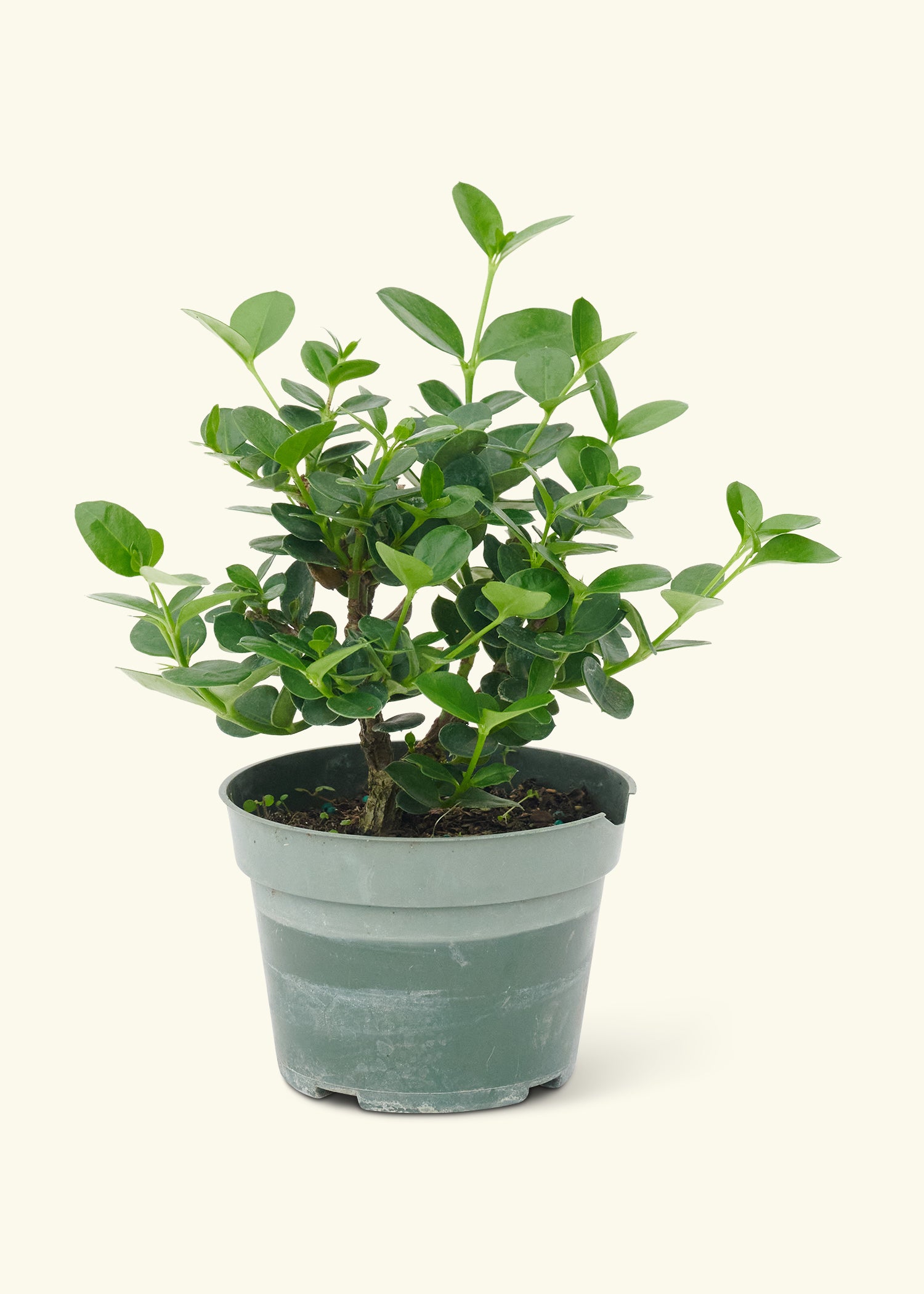 Small Bonsai Carissa in a grow pot.