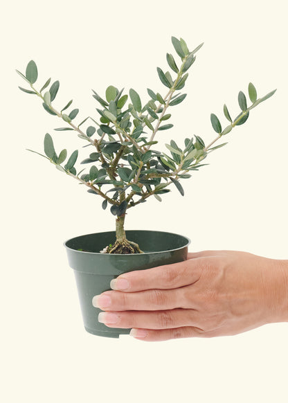 Small Bonsai Eurolive in a grow pot.