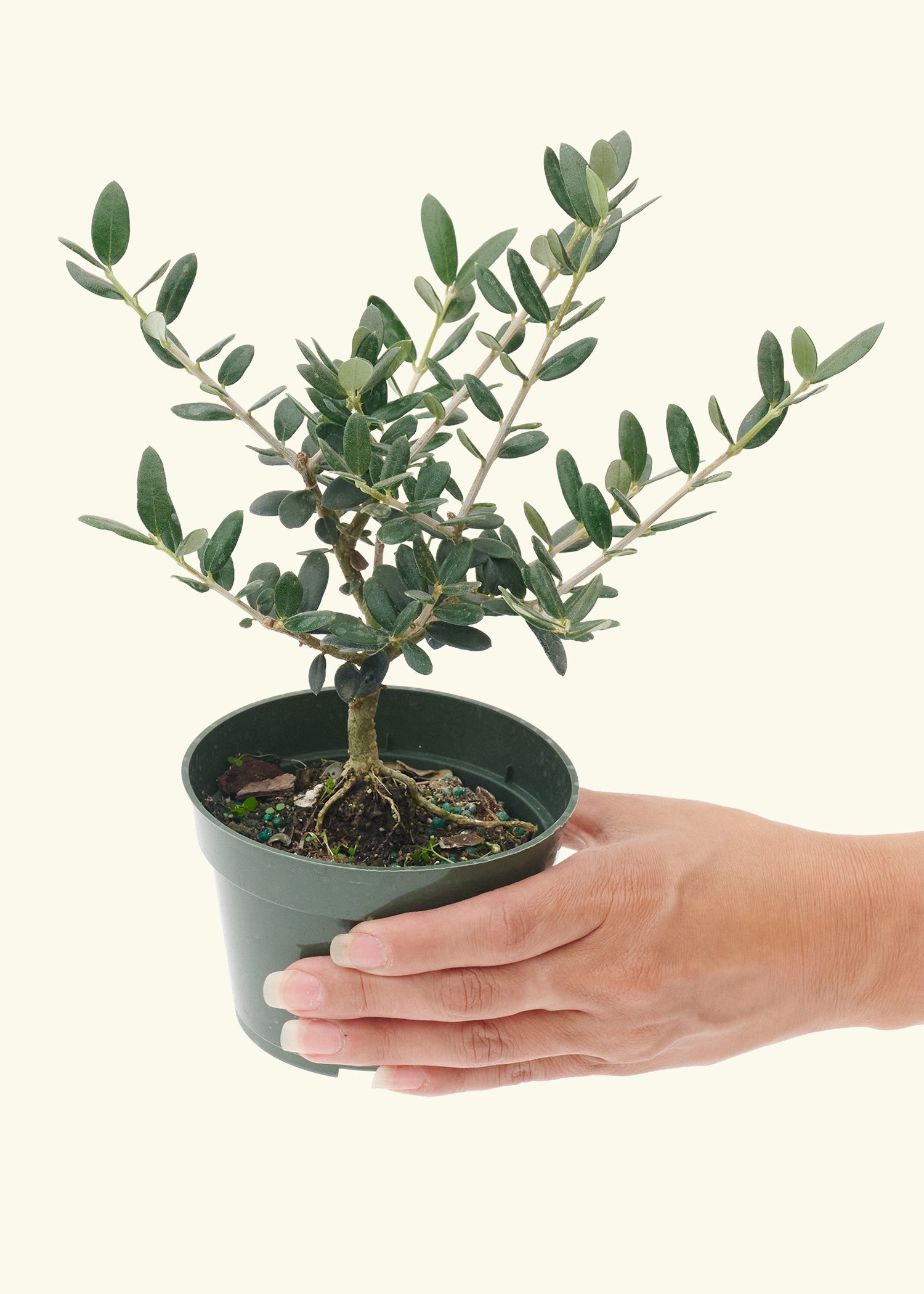 Small Bonsai Eurolive in a grow pot.