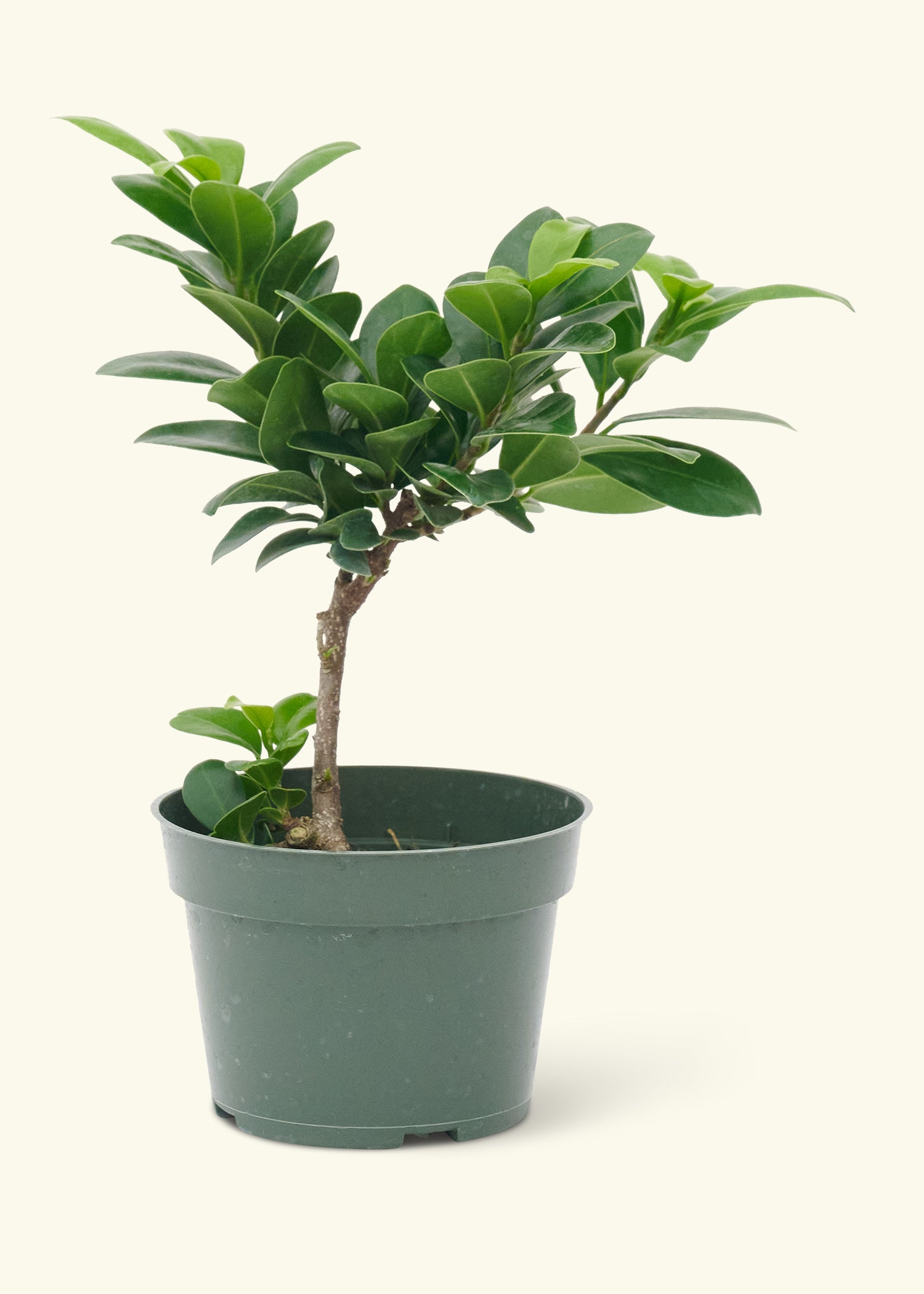 Small Bonsai Ficuscompacta in a grow pot.