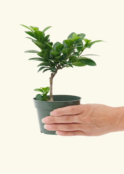 Small Bonsai Ficuscompacta in a grow pot.