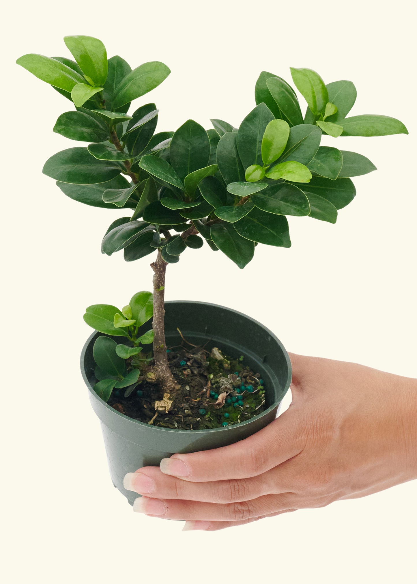 Small Bonsai Ficuscompacta in a grow pot.