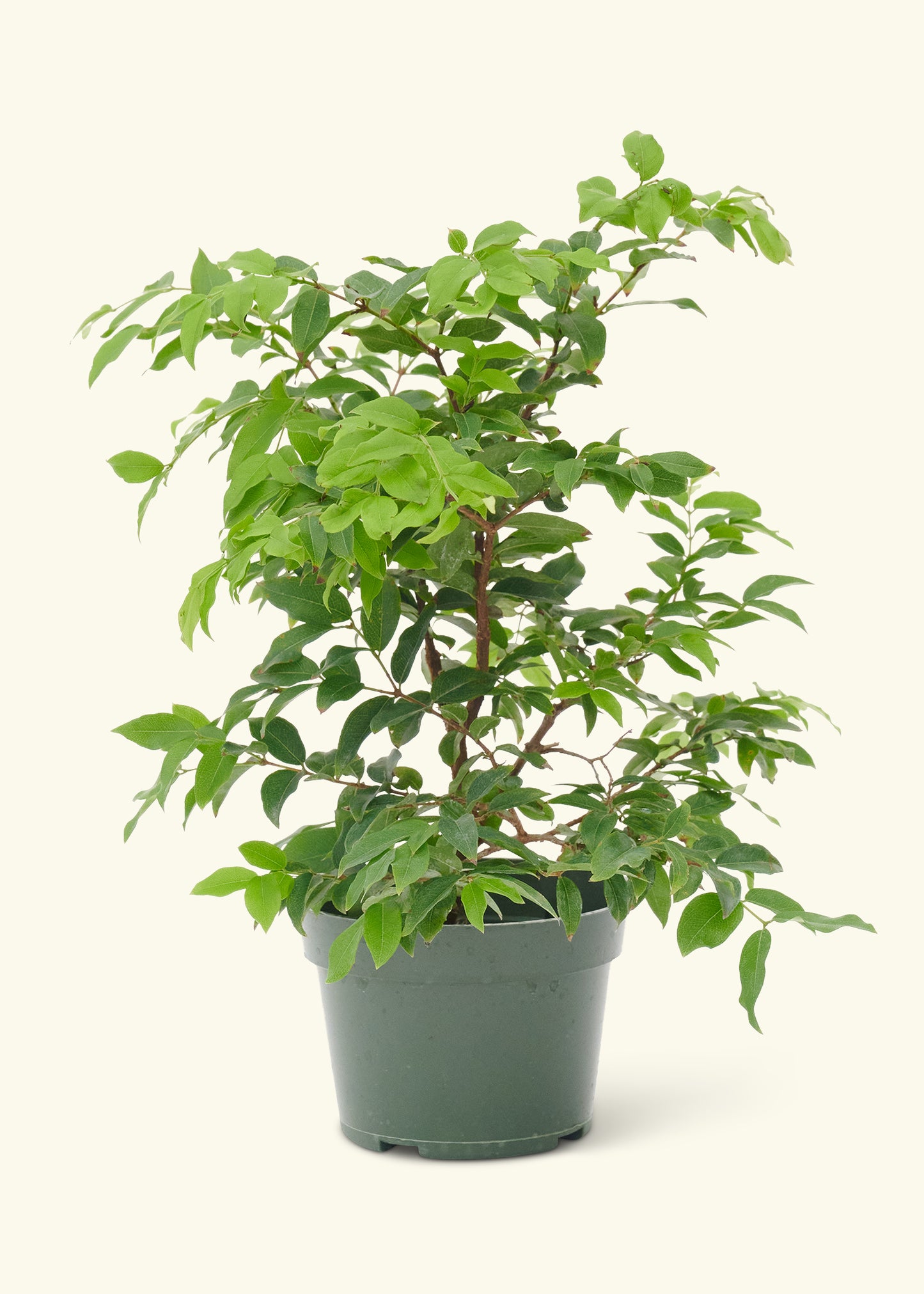 Small Bonsai Jaboticaba in a grow pot.