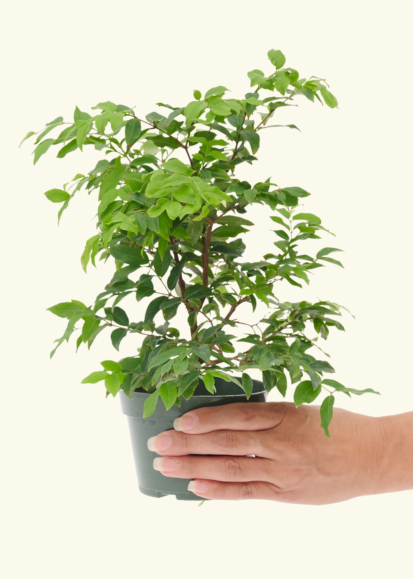 Small Bonsai Jaboticaba in a grow pot.