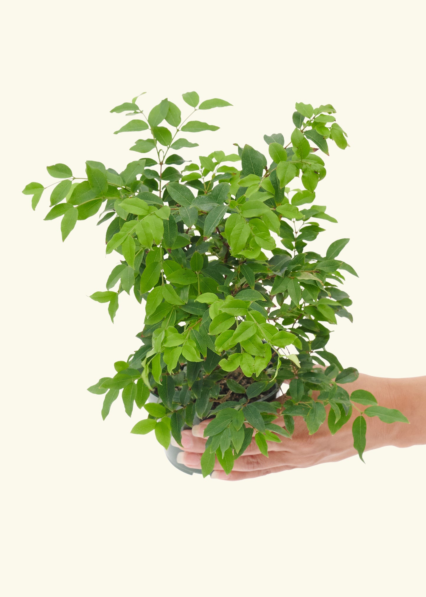 Small Bonsai Jaboticaba in a grow pot.