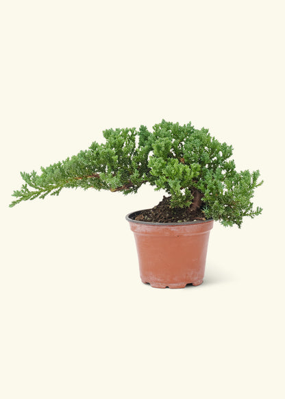 Small Bonsai Juniper in a grow pot.