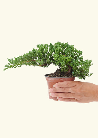 Small Bonsai Juniper in a grow pot.