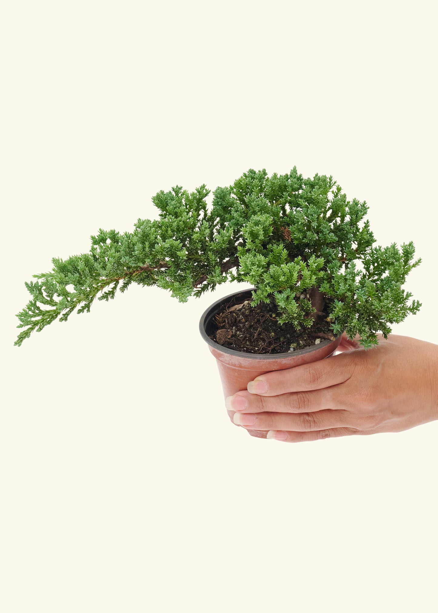 Small Bonsai Juniper in a grow pot.