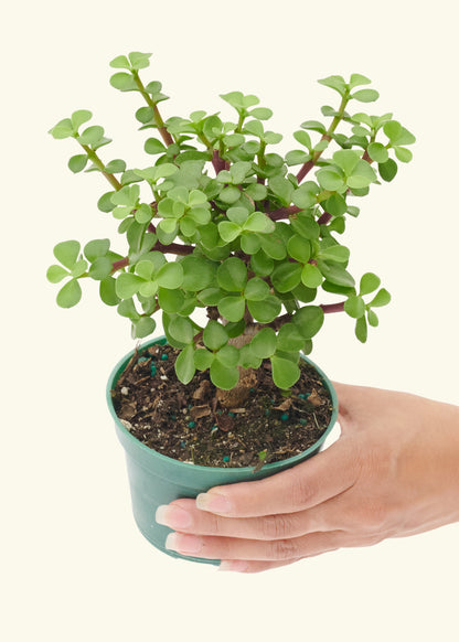 Small Bonsai Mini Jade in a grow pot.