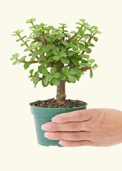 Small Bonsai Mini Jade in a grow pot.