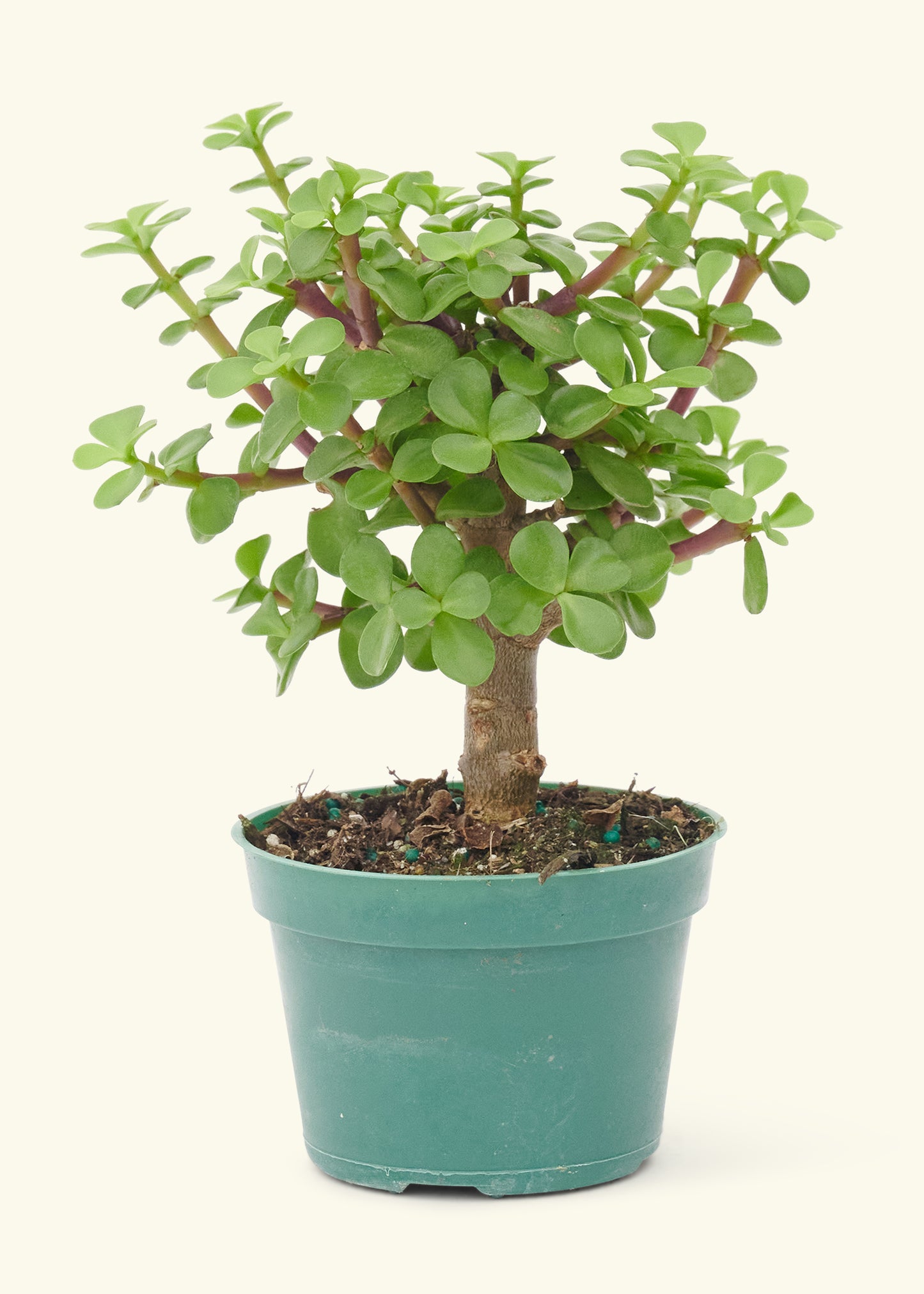 Small Bonsai Mini Jade in a grow pot.