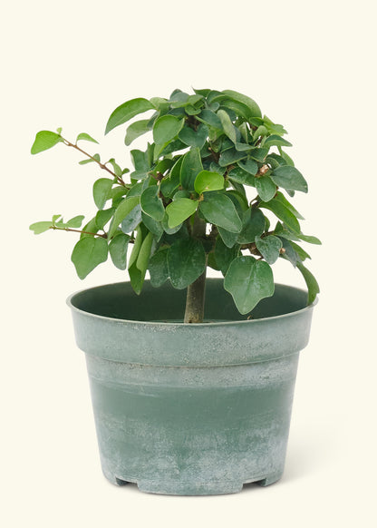 Small Bonsai Parrotsbeak in a grow pot.