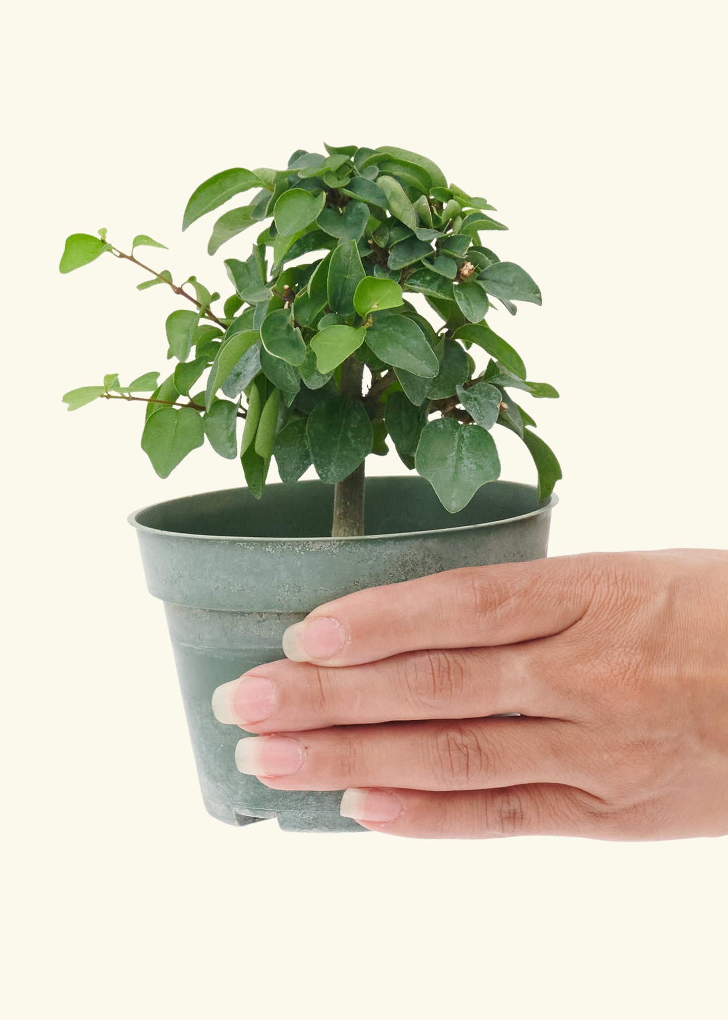 Small Bonsai Parrotsbeak in a grow pot.