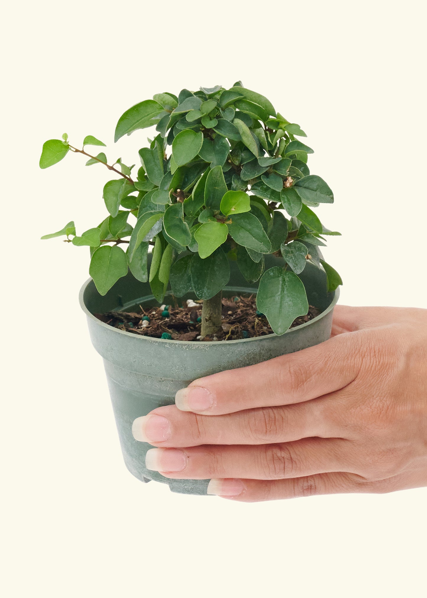 Small Bonsai Parrotsbeak in a grow pot.