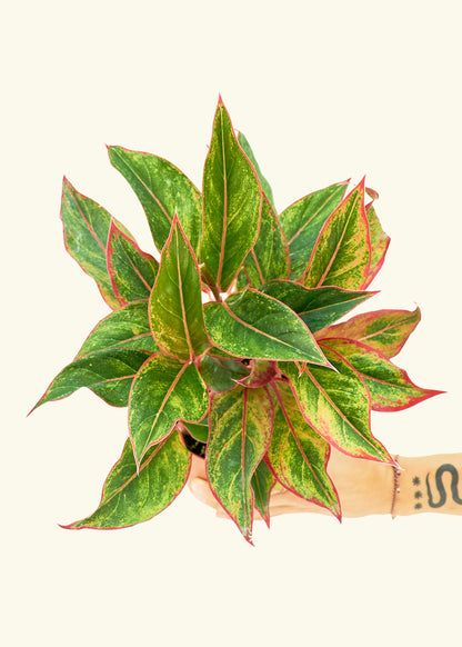 Medium Red Chinese Evergreen (Aglaonema creta) in 6" pot