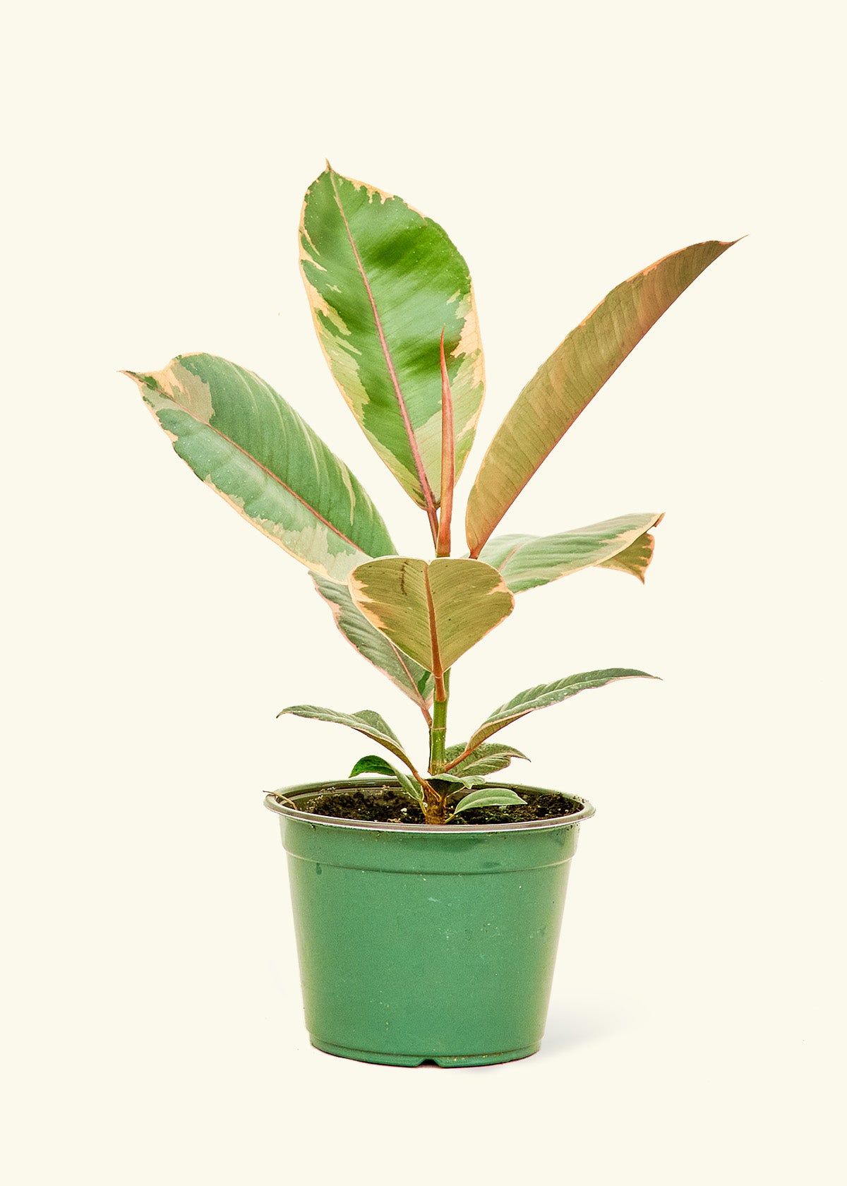 Medium Ficus 'Tineke' (Ficus elastica 'Tineke') in grow pot