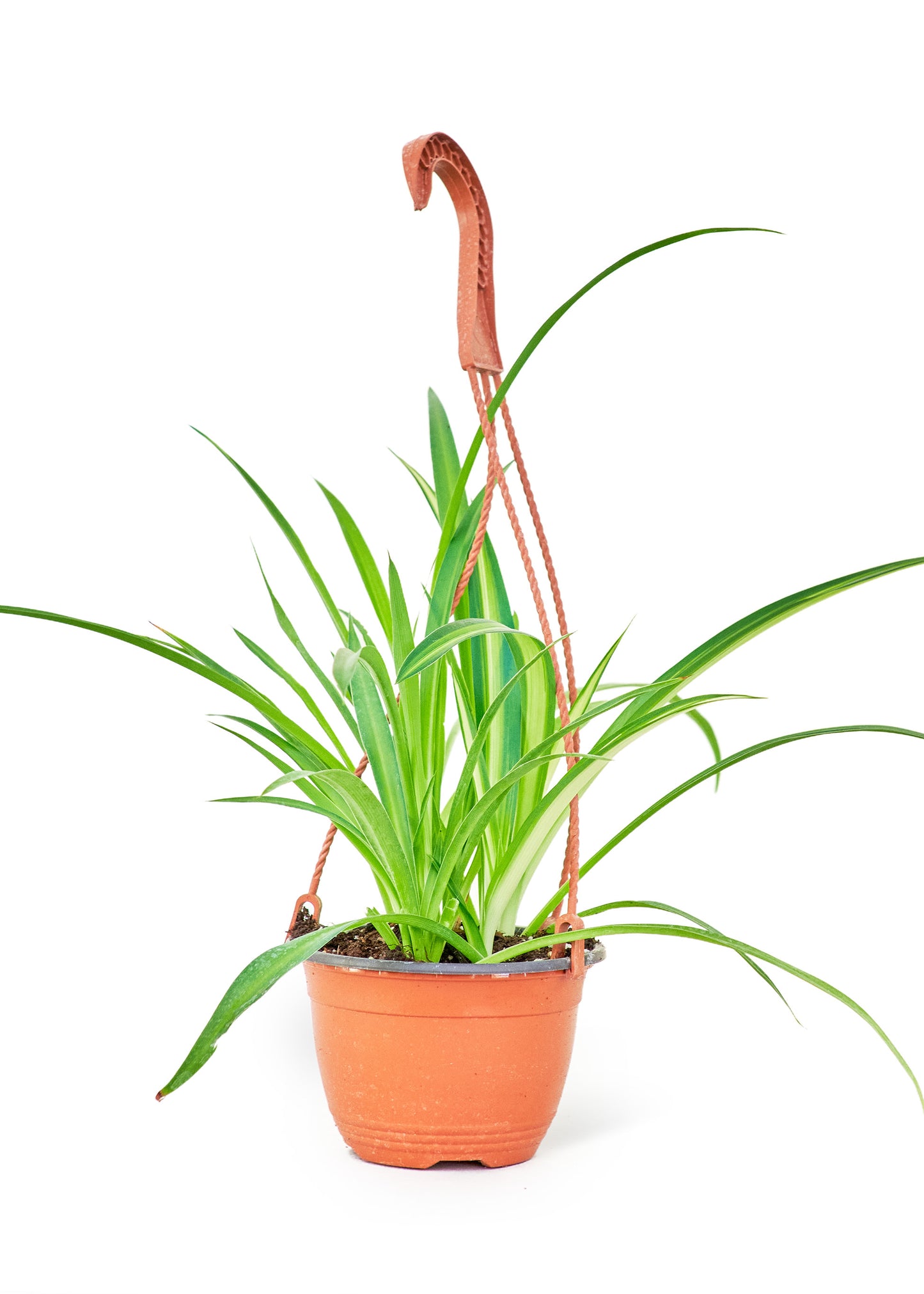 Spider Plant 'Reverse', Medium