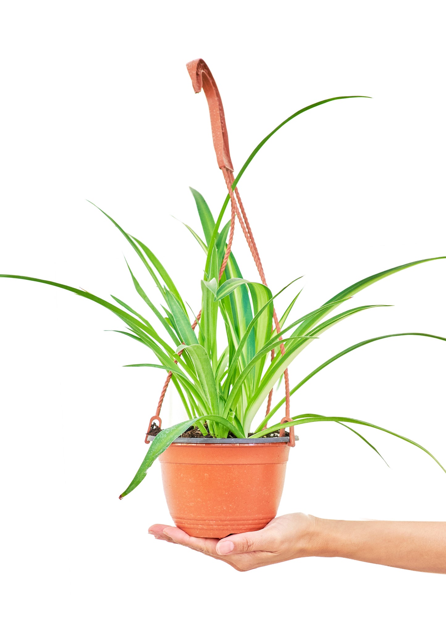 Spider Plant 'Reverse', Medium