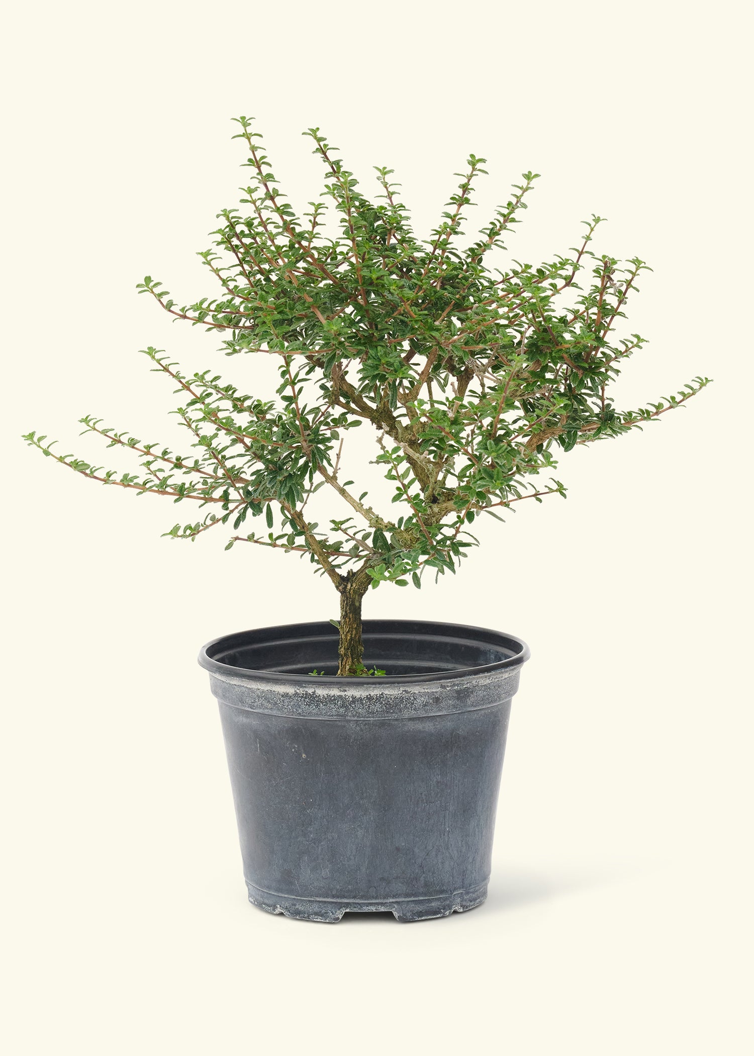 Medium Bonsai Bahamaberry in a grow pot.